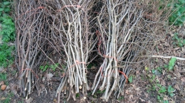 Când începe colectarea resturilor vegetale la Giroc și Chișoda?